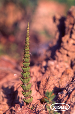 Equisetum 1 c.jpg